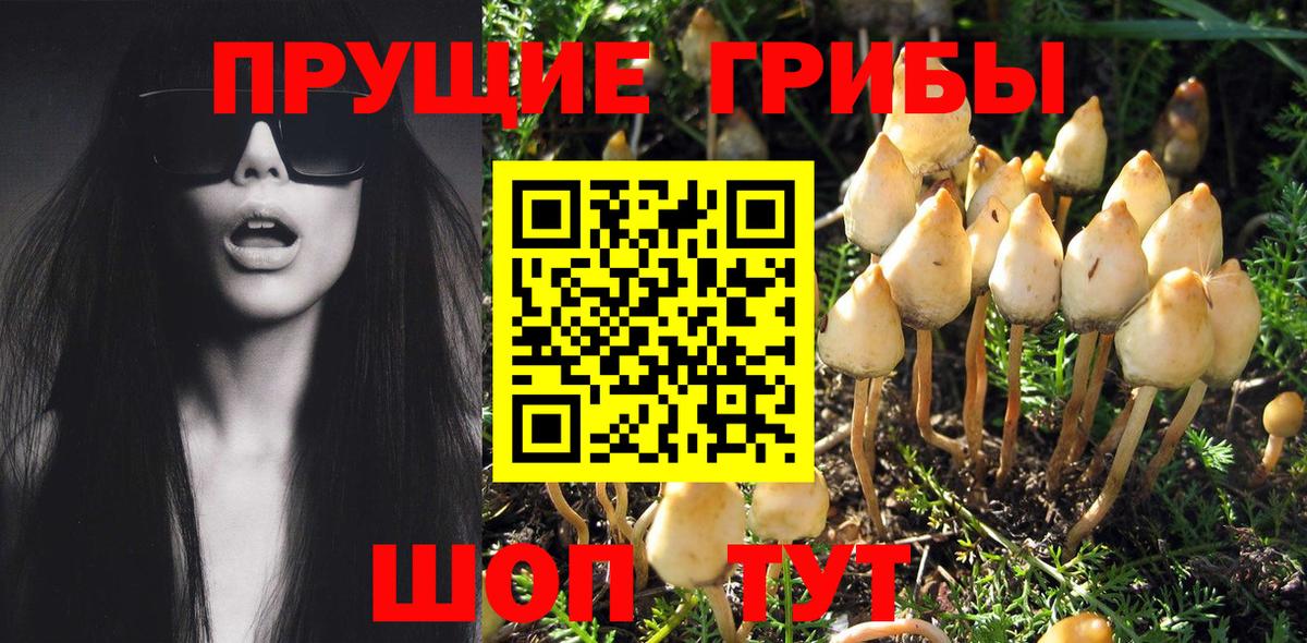 Галлюциногенные грибы GOLDEN TEACHER Балахна